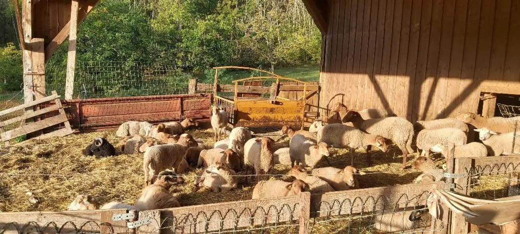 Image qui illustre: Ferme Pédagogique Du Massarrat