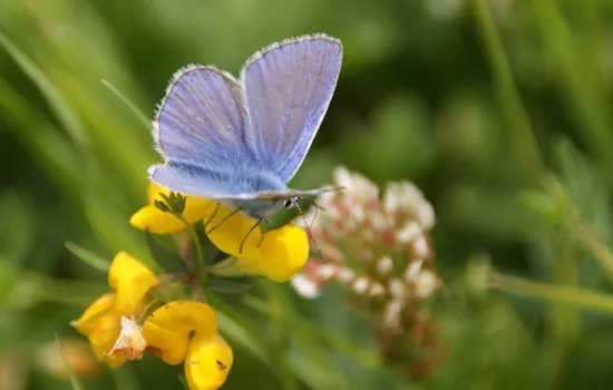 Image qui illustre: Sortie nature : A la découverte des papillons à Saint-Vigor-d'Ymonville - 0
