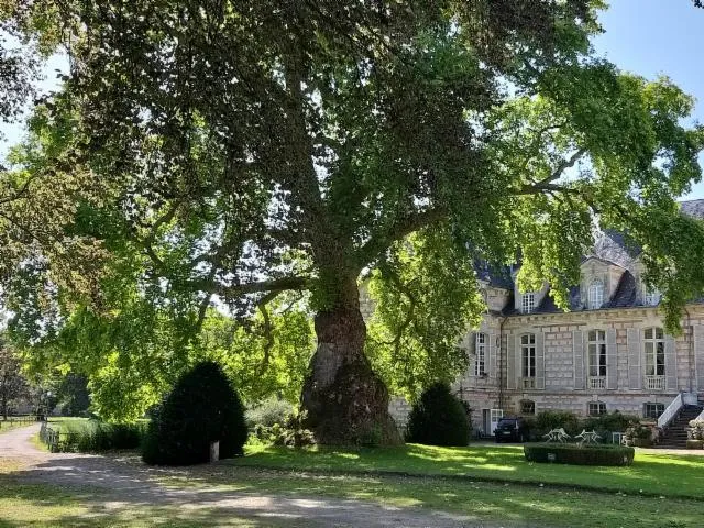 Image qui illustre: Le Platane D'orient Du Château Le Kinnor - Le Plus Vieux Platane De France