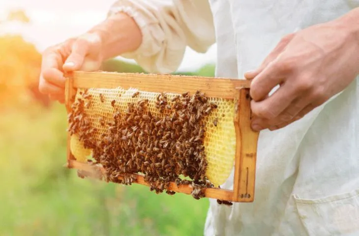 Image qui illustre: Démonstration: du jardin à la ruche