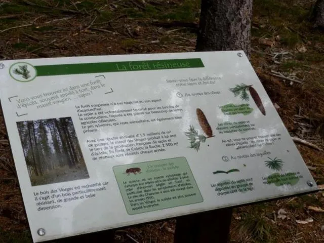 Image qui illustre: Sentier Thématique : Le Sentier De Découverte De La Forêt