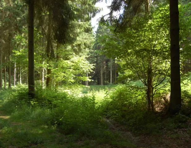 Image qui illustre: Balade Contée En Forêt