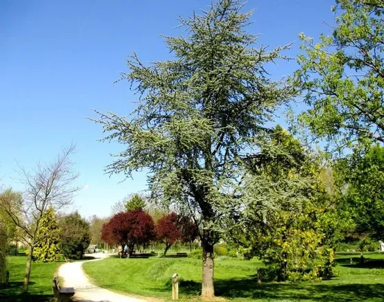 Image qui illustre: Arboretum Darnus-Rantheaume à Auxerre - 0