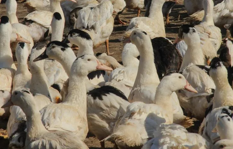 Image qui illustre: Ferme Parlariou