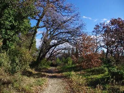 Image qui illustre: La Via Domitia À St Rémy De Provence