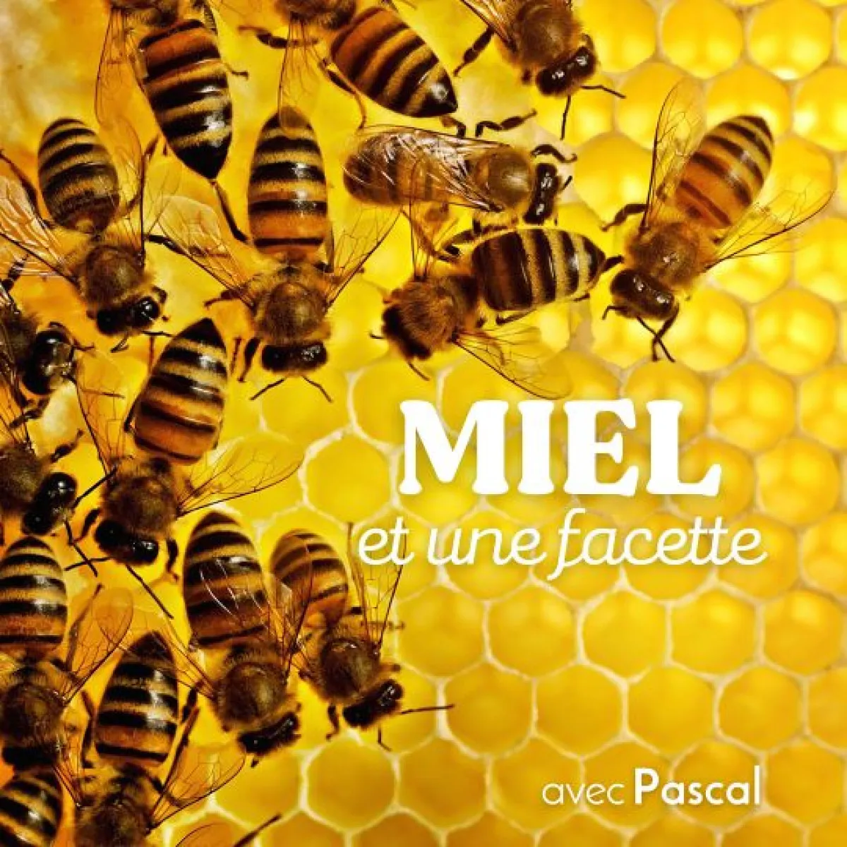 Image qui illustre: Initiez-vous à l'apiculture à Bonnelles - 0