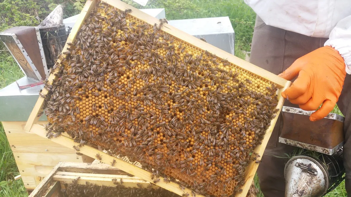 Image qui illustre: Initiez-vous à l'apiculture à Bonnelles - 1