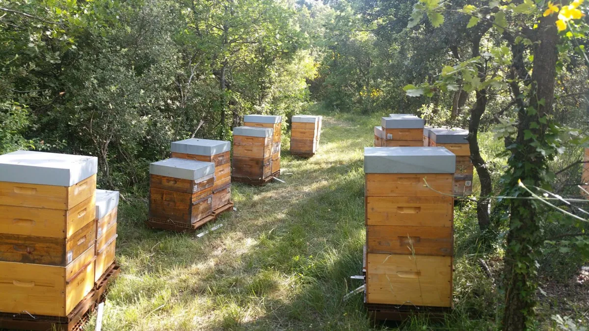 Image qui illustre: Initiez-vous à l'apiculture à Bonnelles - 2