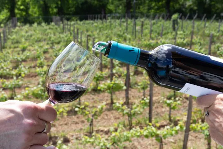 Image qui illustre: Découvrez la viticulture biodynamique