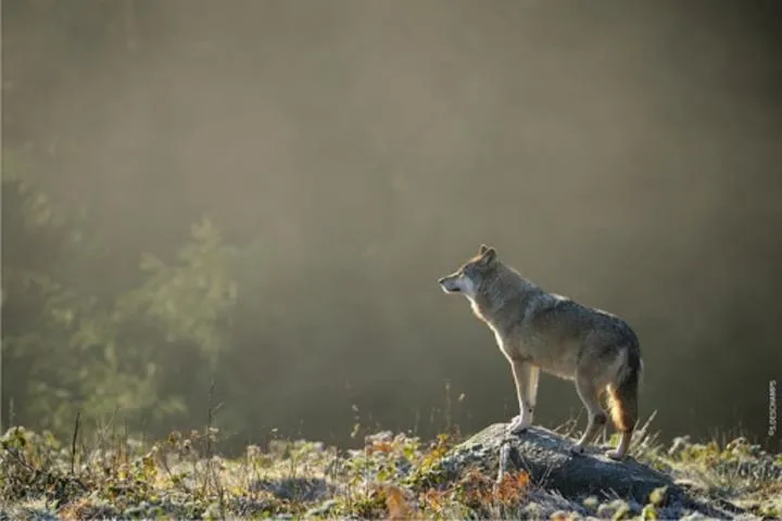 Image qui illustre: Parc Animalier Les Loups De Chabrières