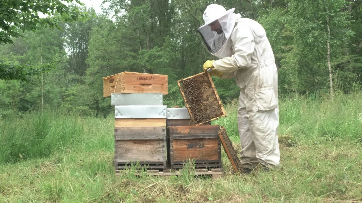Image qui illustre: Découvrez l'univers de l'apiculture à Vilcey-sur-Trey - 2