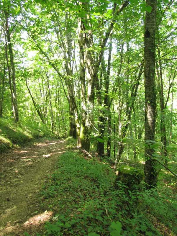Image qui illustre: Forêt de Campagne à Campagne - 2