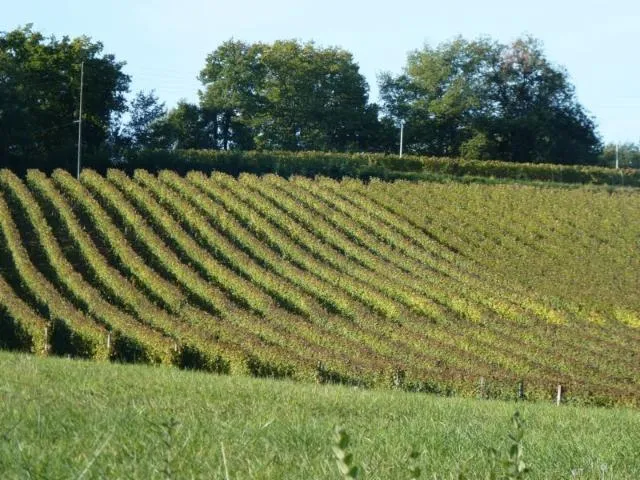 Image qui illustre: Châteaux et vignobles du Madiran (cyclotourisme)