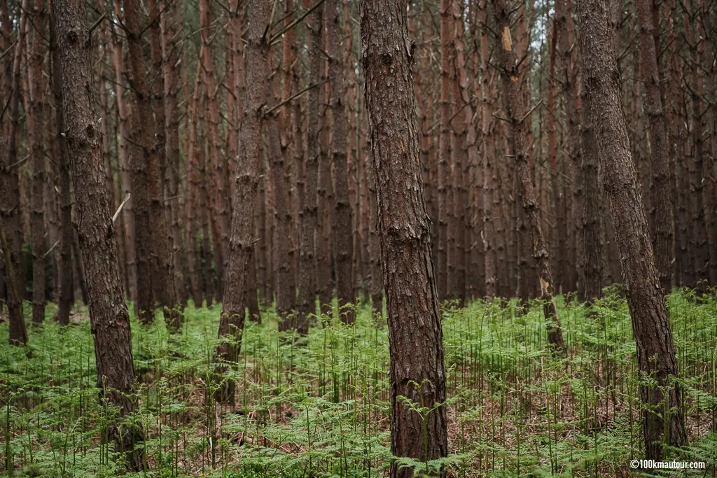 Image qui illustre: Forêt de Haguenau