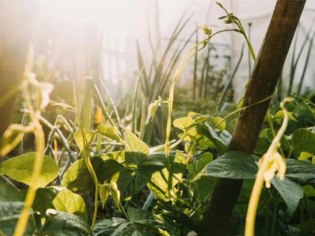 Image qui illustre: Journée Église Verte, Permaculture