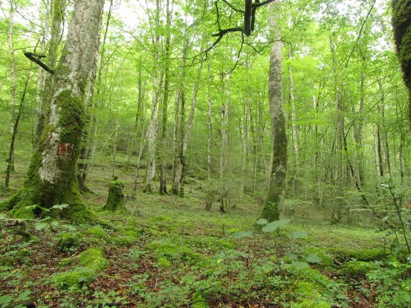 Image qui illustre: Forêt Des Arbailles à Aussurucq - 0