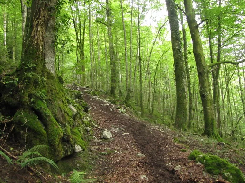 Image qui illustre: Forêt Des Arbailles à Aussurucq - 2
