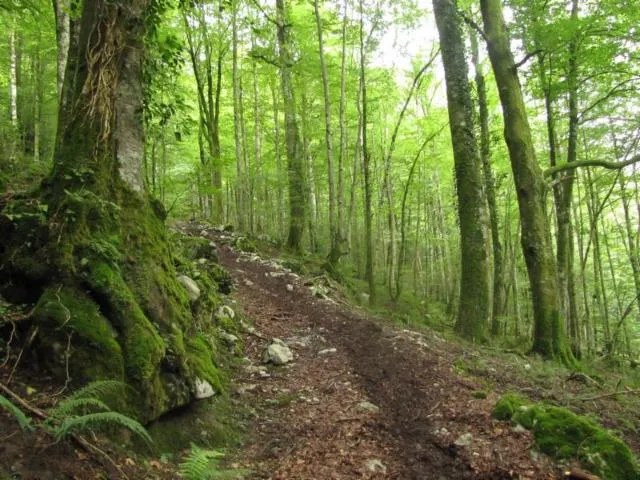 Image qui illustre: Forêt Des Arbailles