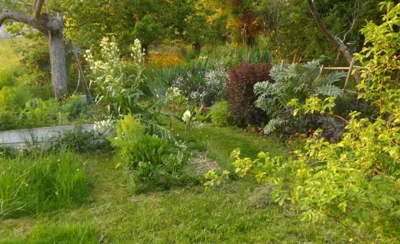 Image qui illustre: Pratiques de restauration de la biodiversité : le cas d'un jardin particulier