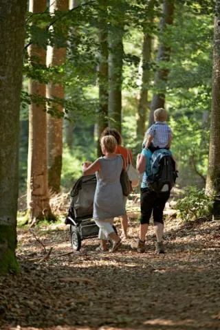 Image qui illustre: Circuit Poussettes 4x4 H03 : Sentier De Découverte D'une Forêt