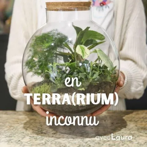 Image qui illustre: Composez votre terrarium