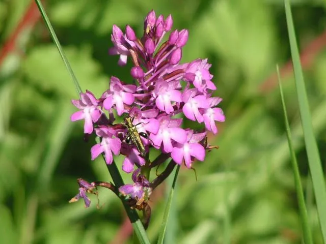 Image qui illustre: Chemin Des Orchidées - Queyssac