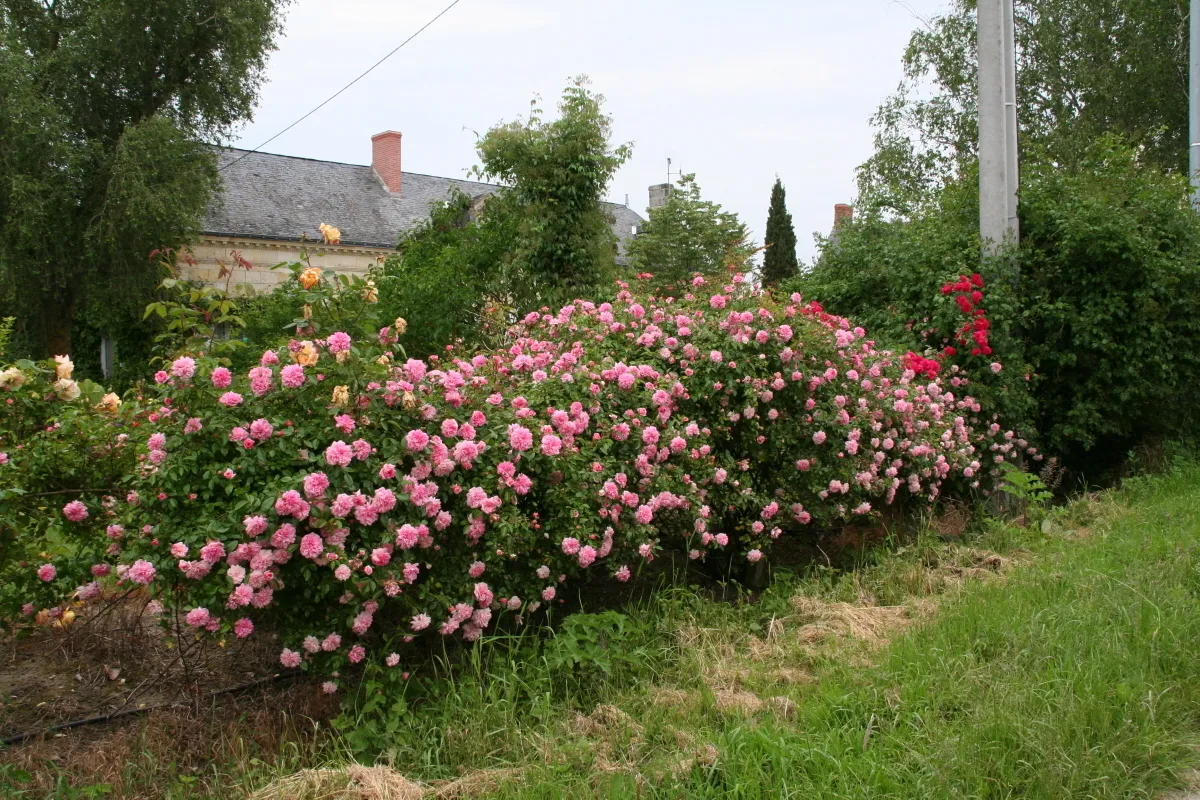 Image qui illustre: Roseraie Loubert à Gennes-Val-de-Loire - 0