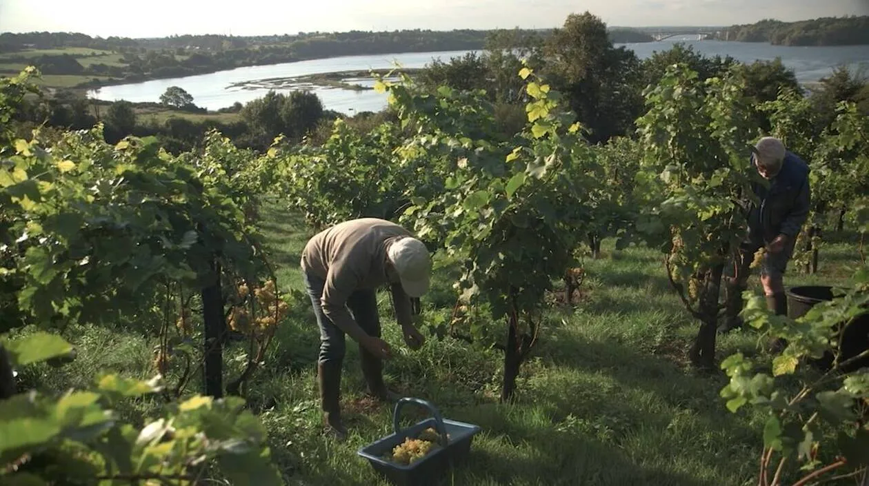 Image qui illustre: Vendanges En Utopie à Saint-Père-en-Retz - 0