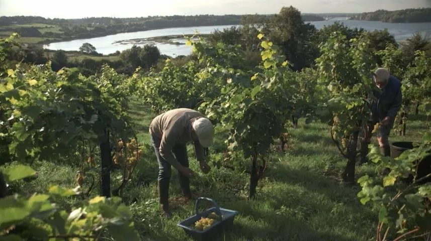 Image qui illustre: Vendanges En Utopie