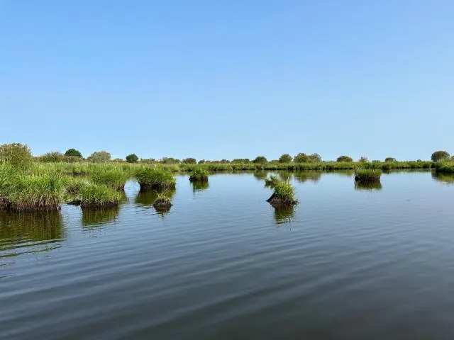 Image qui illustre: Parc naturel régional de Brière