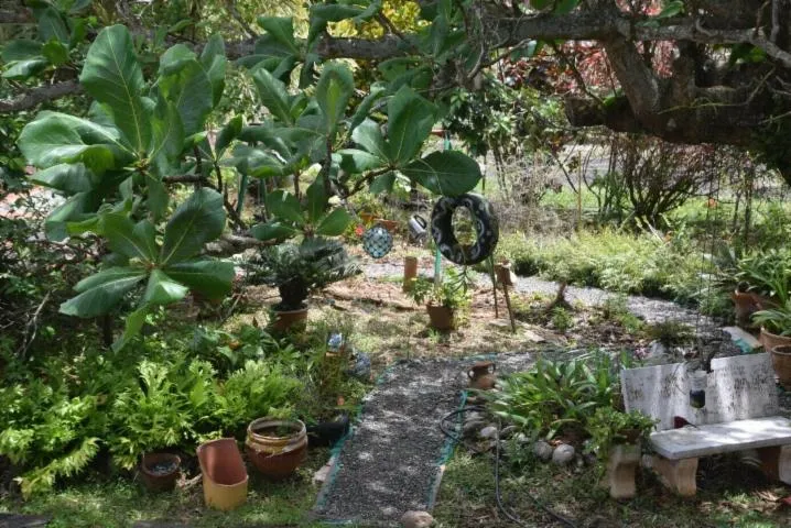 Image qui illustre: Regards croisés sur un jardin en permaculture