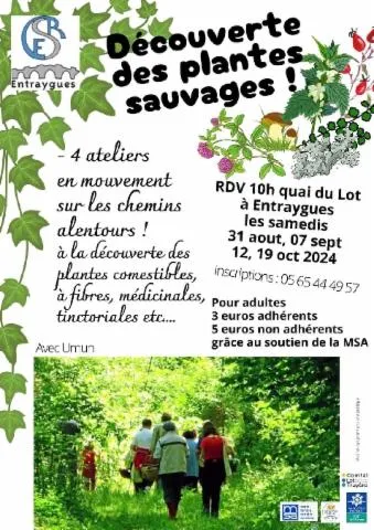 Image qui illustre: Découverte Des Plantes Sauvages