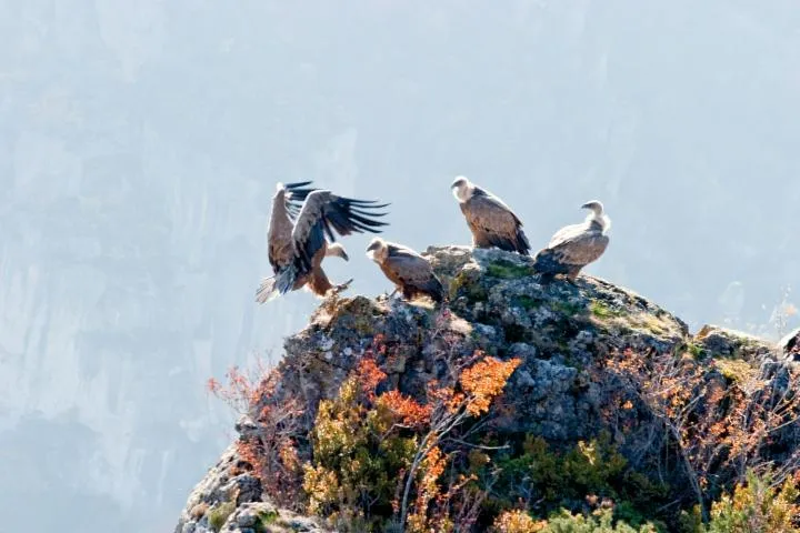 Image qui illustre: Site Natura 2000 - Oiseaux