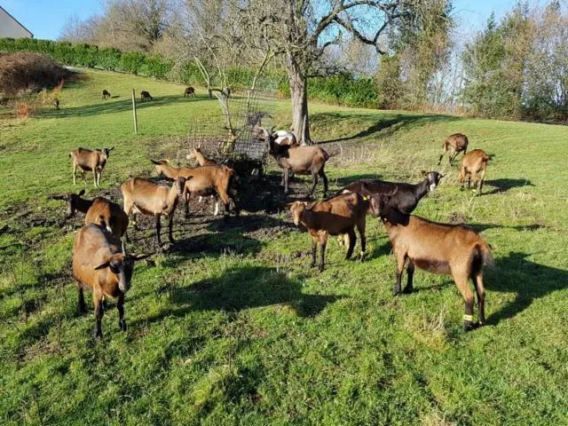 Image qui illustre: La Ferme De La Chevrière