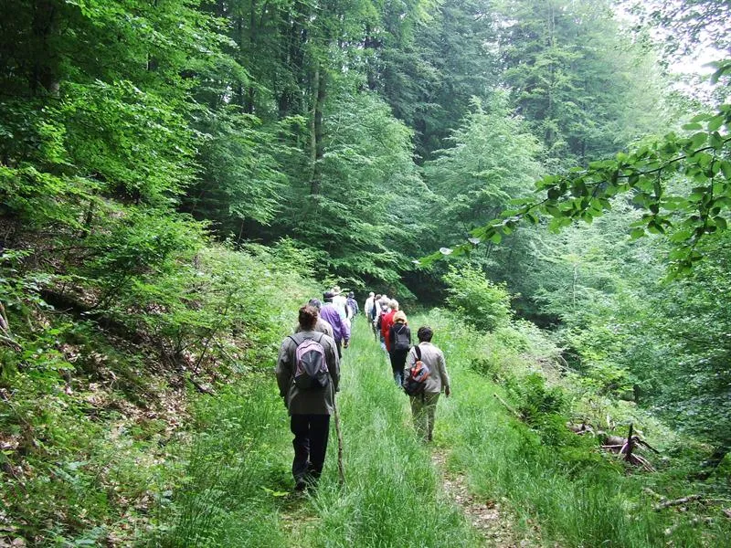 Image qui illustre: Itinéraires En Forêt De Hombourg-haut à Hombourg-Haut - 0