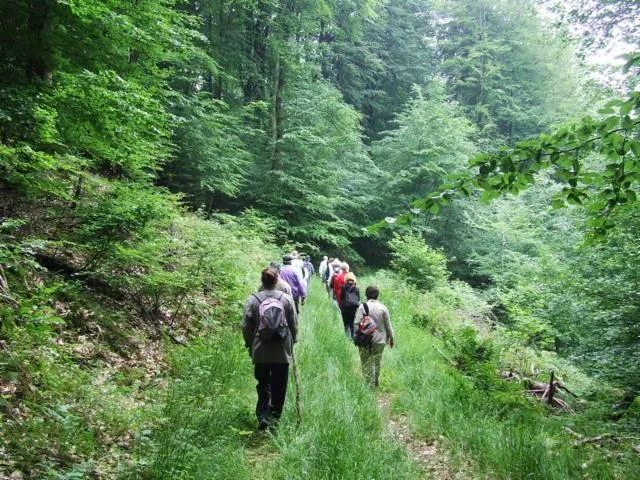 Image qui illustre: Itinéraires En Forêt De Hombourg-haut