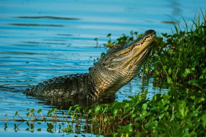 Image qui illustre: La ferme aux crocodiles