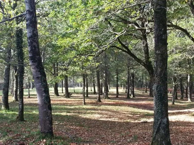 Image qui illustre: Forêt d'Ustaritz