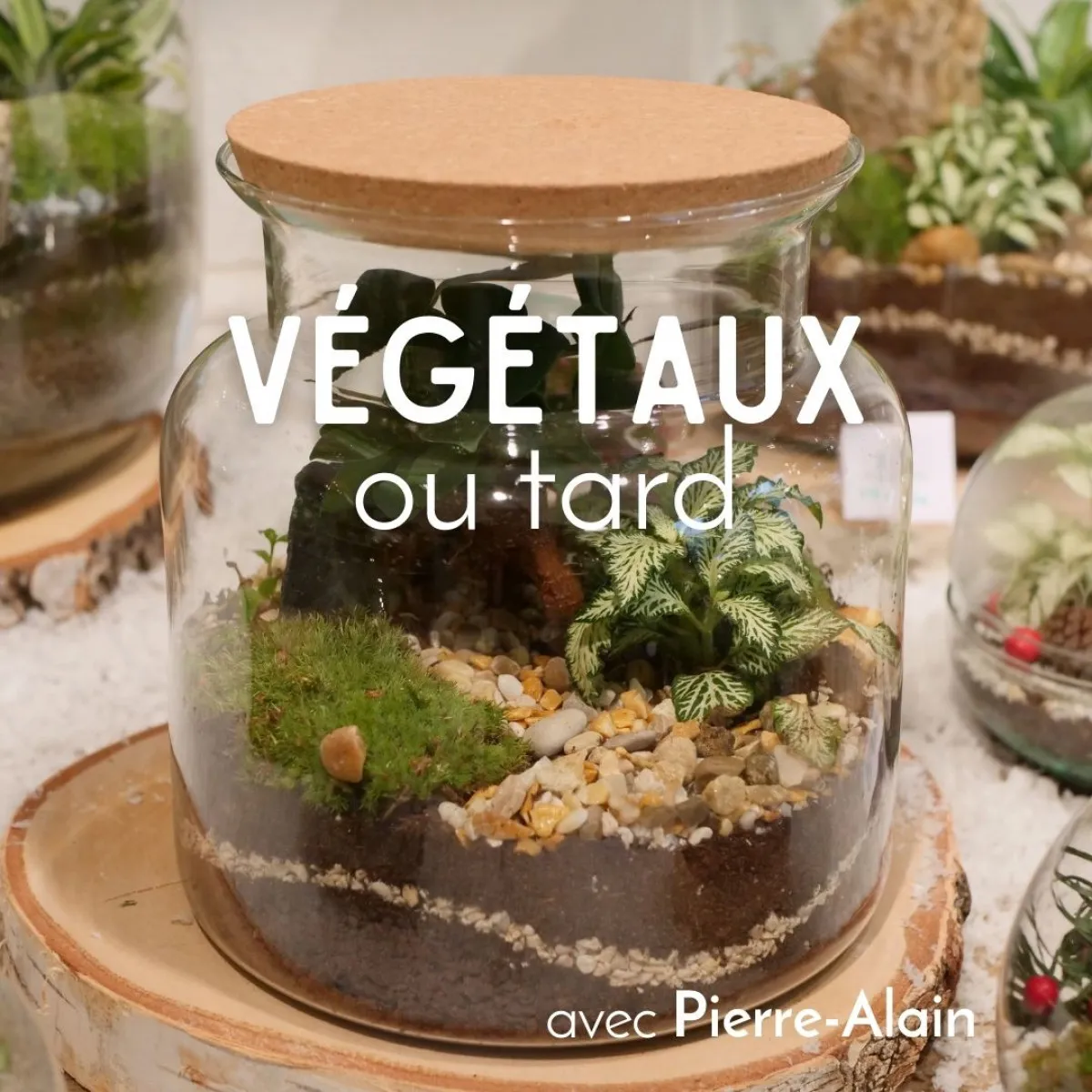 Image qui illustre: Composez votre terrarium de taille moyenne à Saint-Jean-le-Vieux - 0