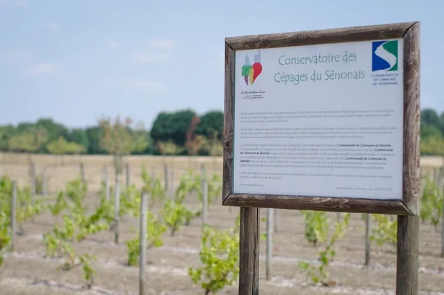 Image qui illustre: Parc Champêtre Des Champs-captants