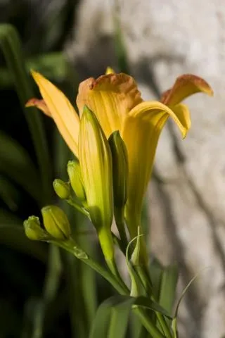 Image qui illustre: Balade gourmande au potager