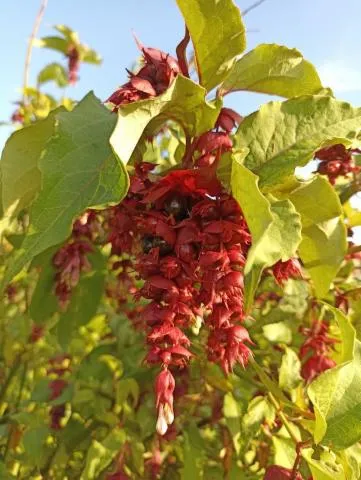 Image qui illustre: Balade gourmande au potager