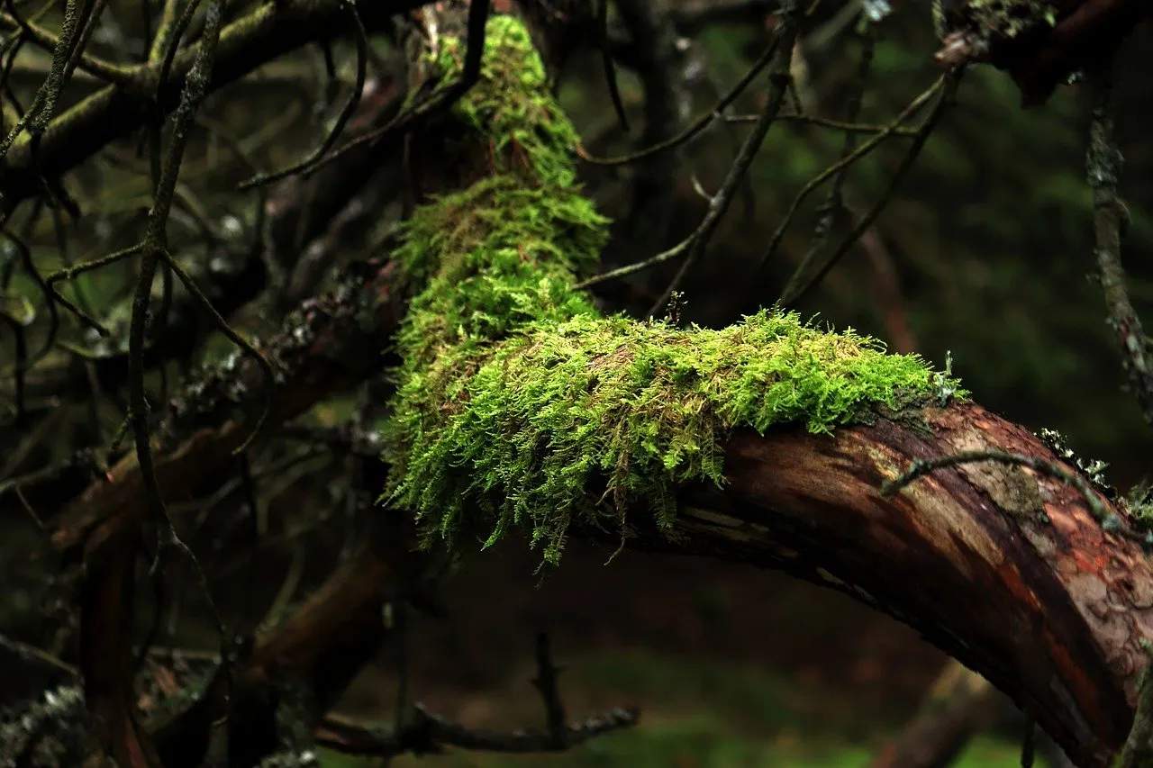 Image qui illustre: Un Été Avec Le Parc, Ou Se Cachentles Bestioles De La Foret? à Mont Lozère et Goulet - 0