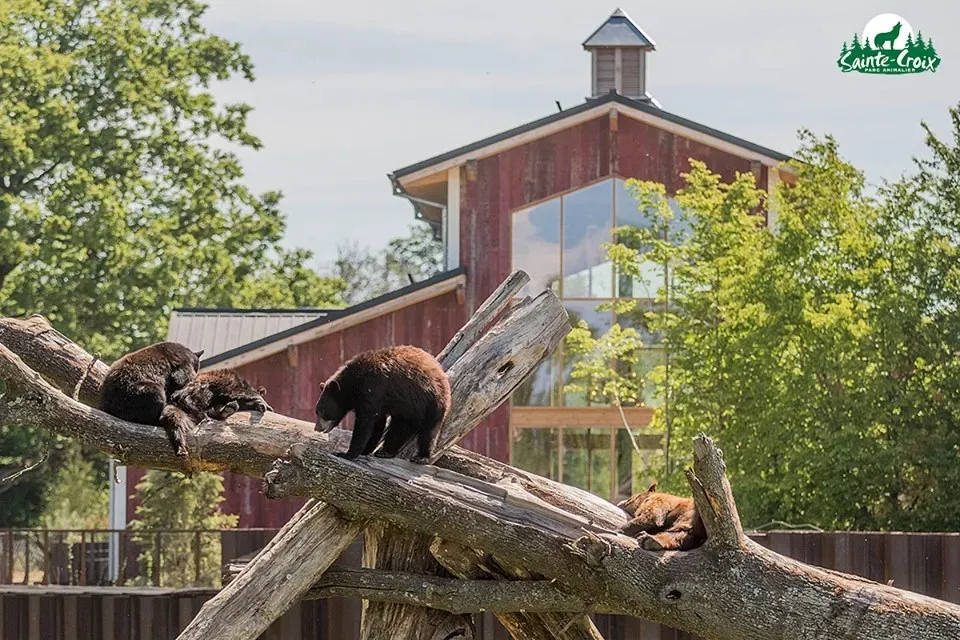 Image qui illustre: Parc Animalier de Sainte-Croix