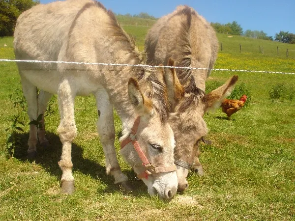 Image qui illustre: Aire De Camping-car À La Ferme Du Vialaret à Ségur - 0