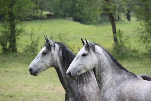 Image qui illustre: Ranch Du Barrez