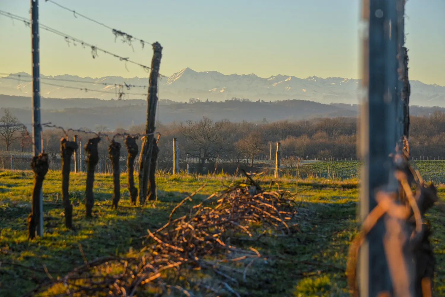 Image qui illustre: Vignoble Plaimont à Saint-Mont - 0