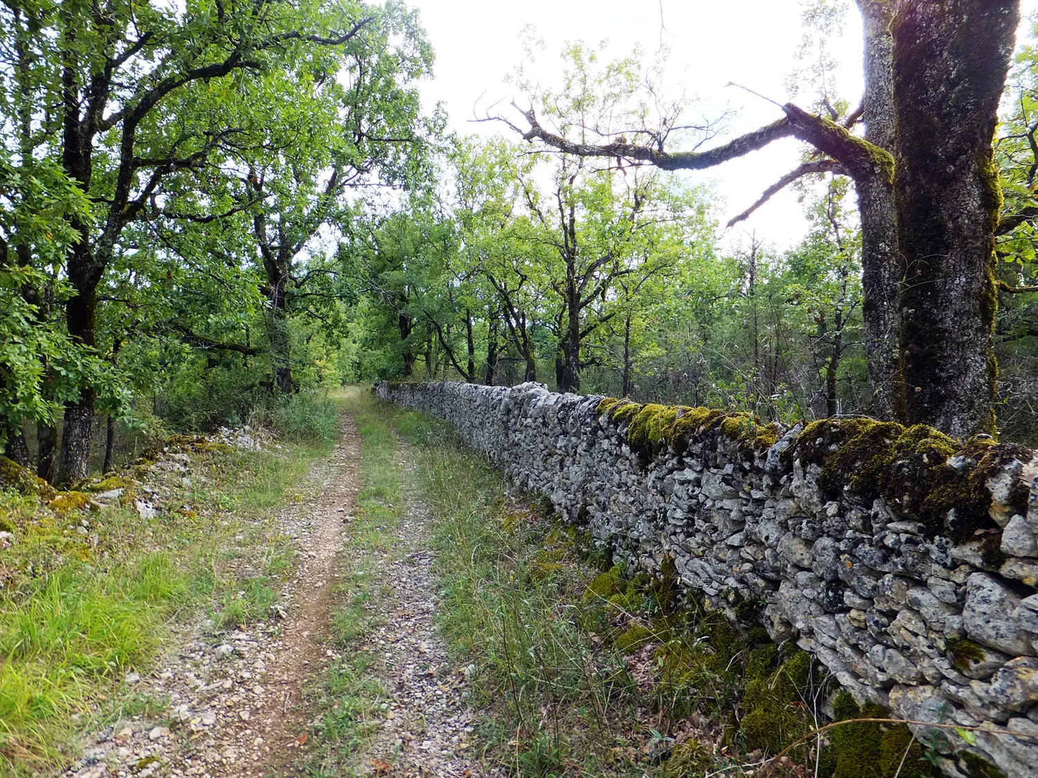 Image qui illustre: Sur les vieux chemins : randonnée de 4 km à Cambayrac - 0