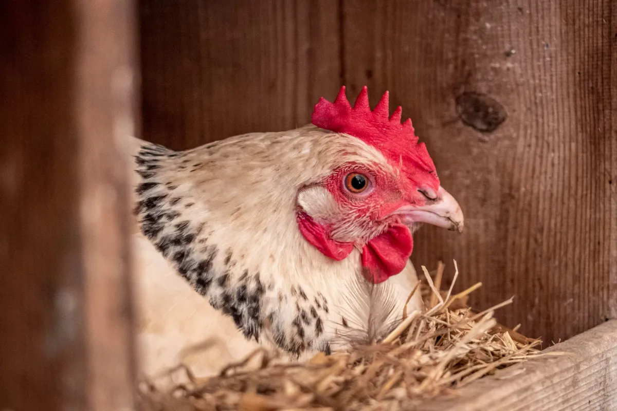 Image qui illustre: Immergez-vous dans un élevage de poules pondeuses à Soisy-sur-École - 1
