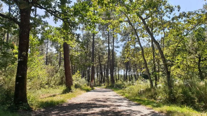 Image qui illustre: Balade À Roulettes : Forêt De Migelane - La Balade Géologique